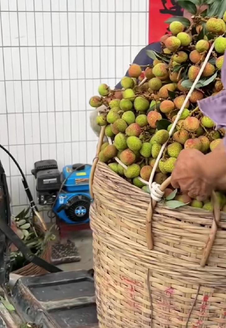 高州三月红是山头上种的，又出产了
 
高州三月红是山头上种的，又出产了。
 
6