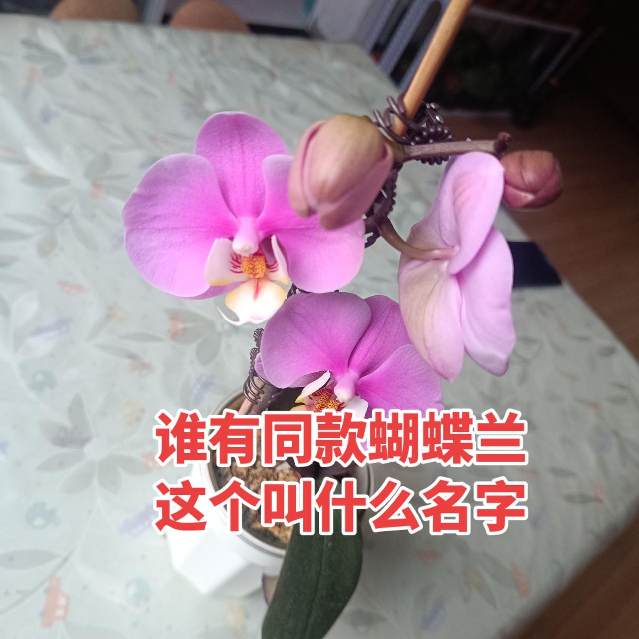 谁有同款蝴蝶兰，这个叫什么名字