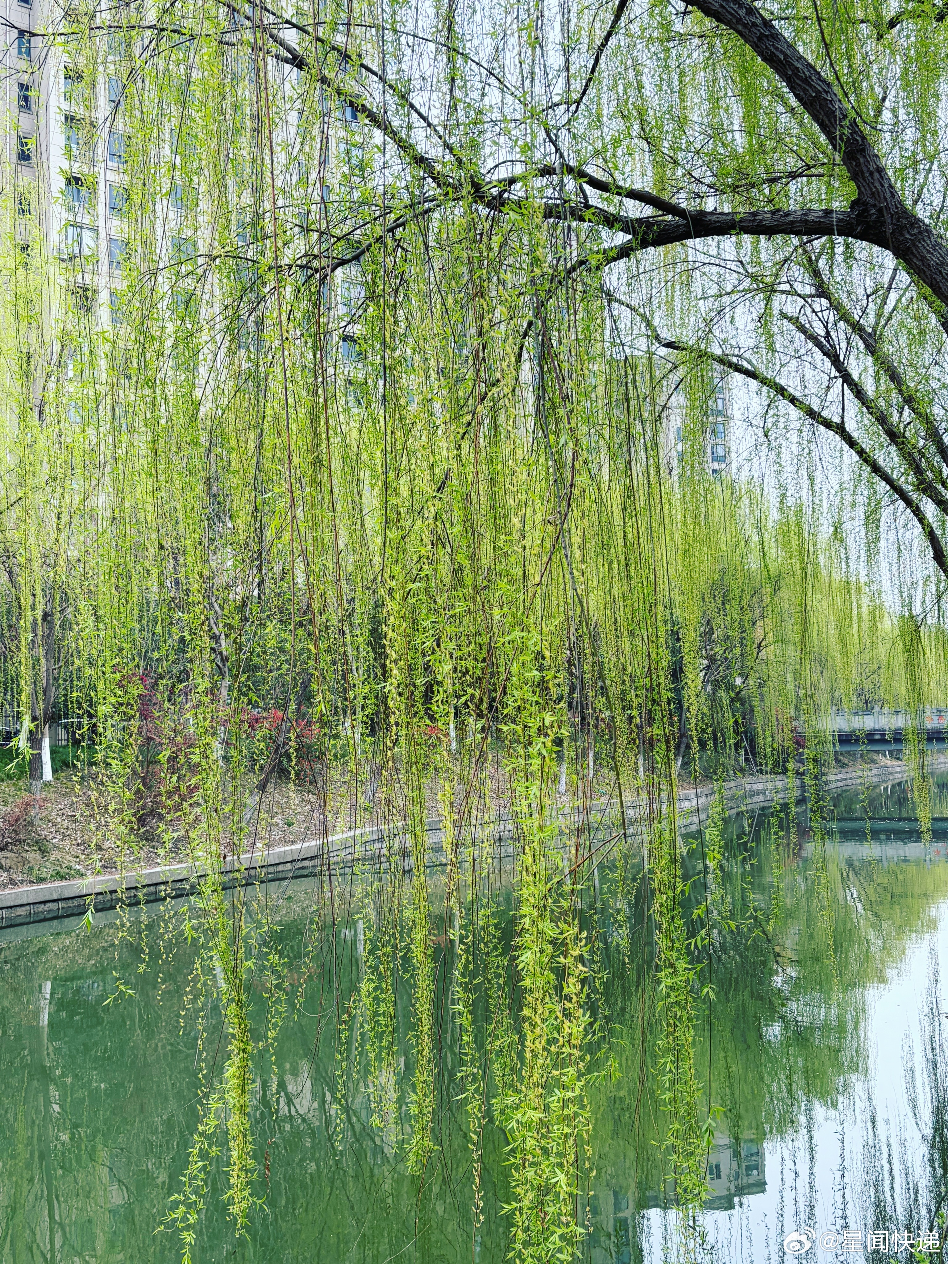 好好拍照的一年春天果然来了，路边的小花都开了，柳树也绿了，公园人也多了！ 杭州·
