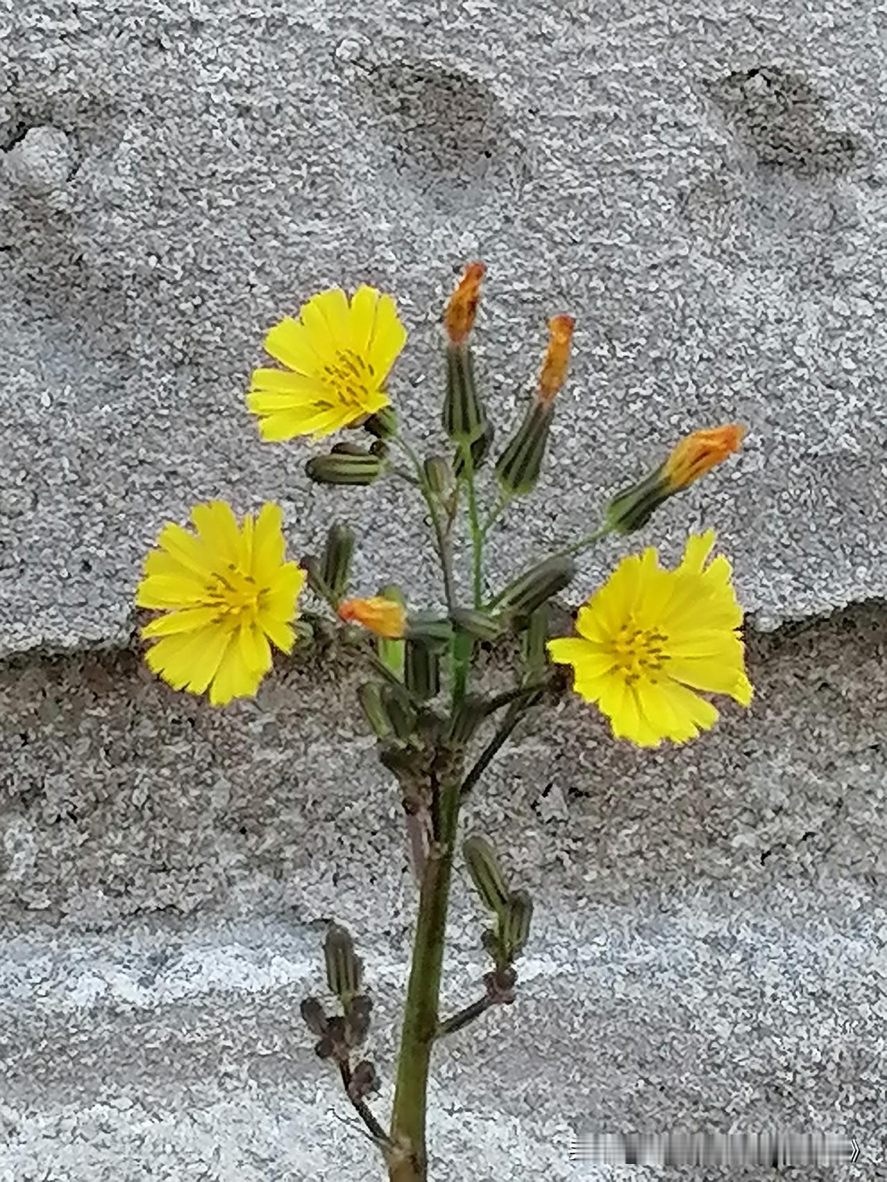 分享一张你相册的拍的花