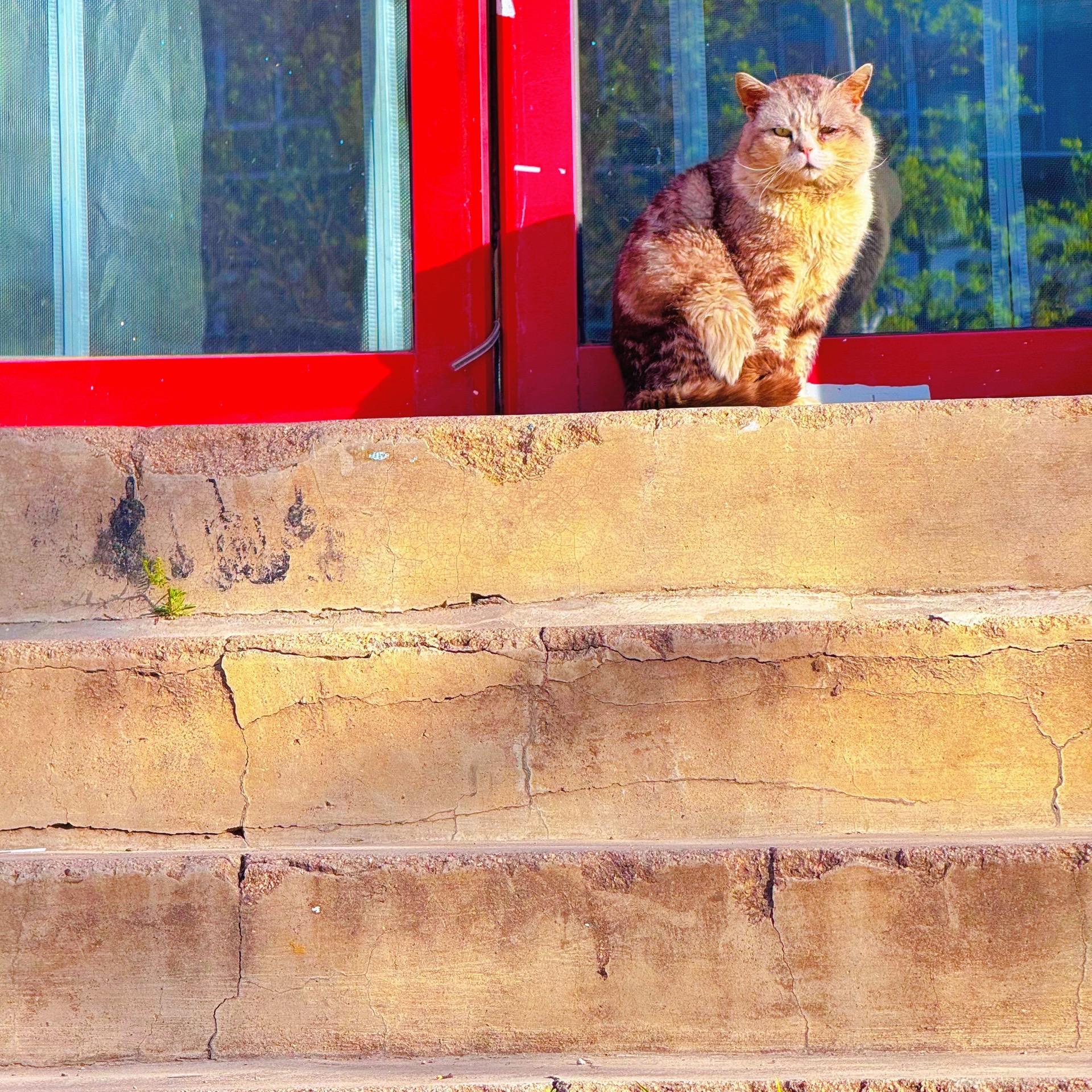 路遇一只忧郁的小猫咪～
