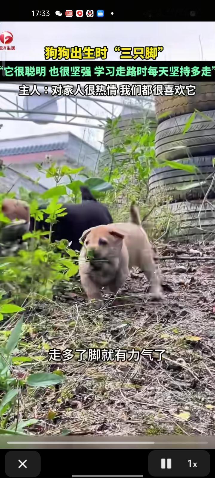 11月16日，广西贺州。狗狗一出生就有三只脚，主人一开始想放弃它，但后来听爷爷说