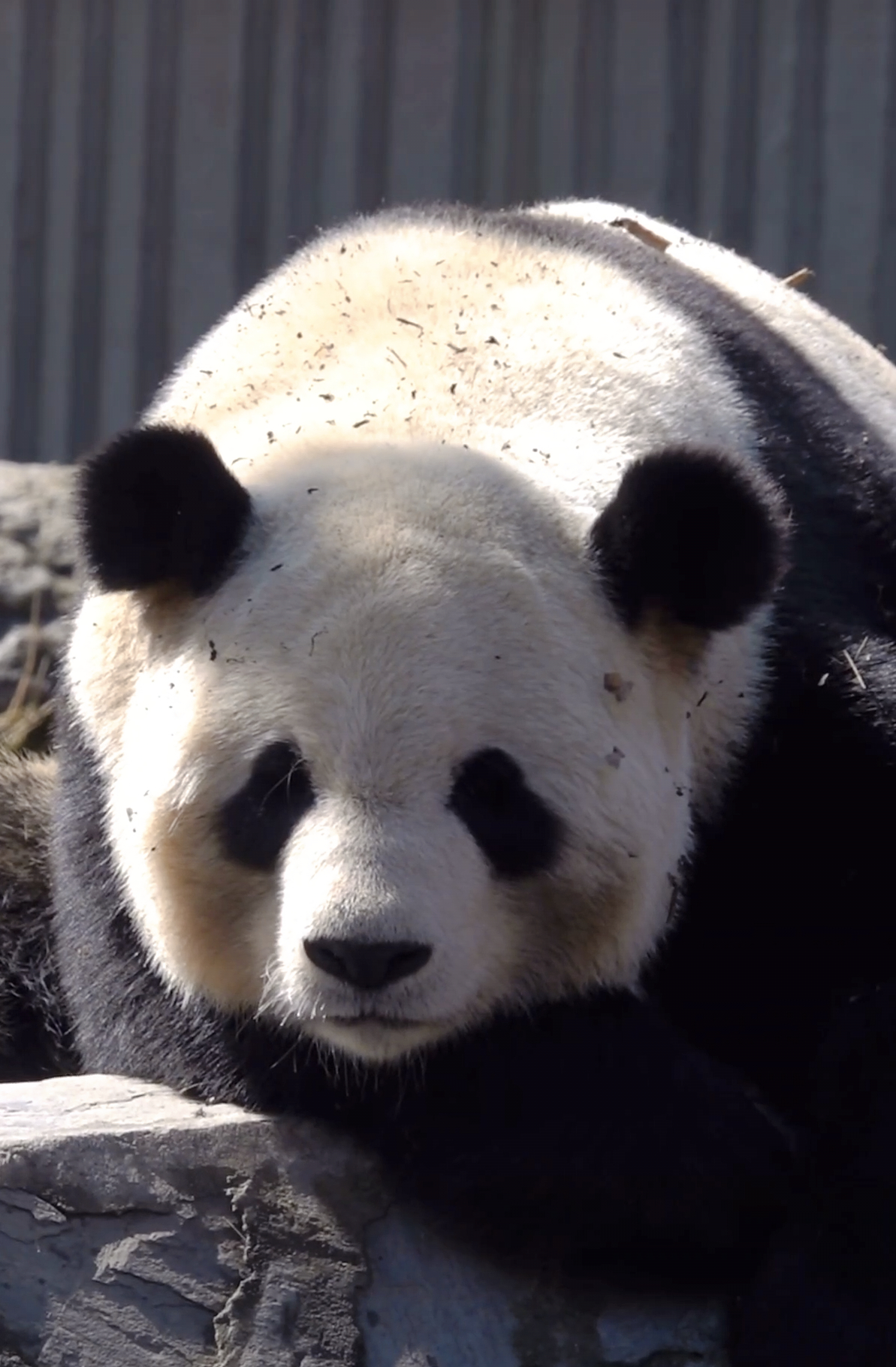 大熊猫巴特，晒太阳～🐼 