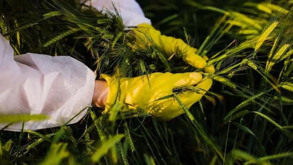 近期，国家安全机关积极行动，查处多起境外间谍机构窃取我国粮食与种质资源的案件。部