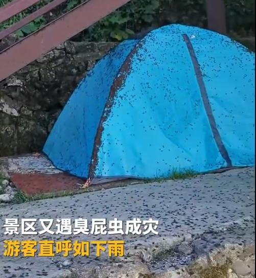 【#网友称在武功山遇到大量臭屁虫#】#武功山景区回应山顶臭屁虫多#近日，多名网友