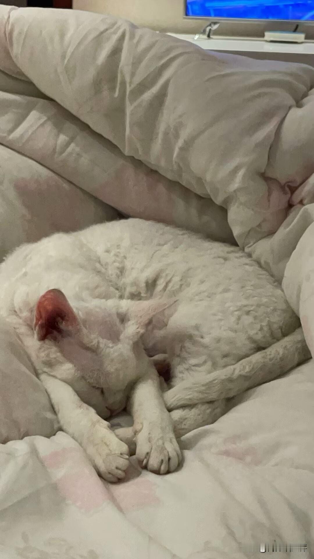 终于拍到我家的熟睡猫啦，看看，这睡得有多香，真羡慕这睡眠质量。