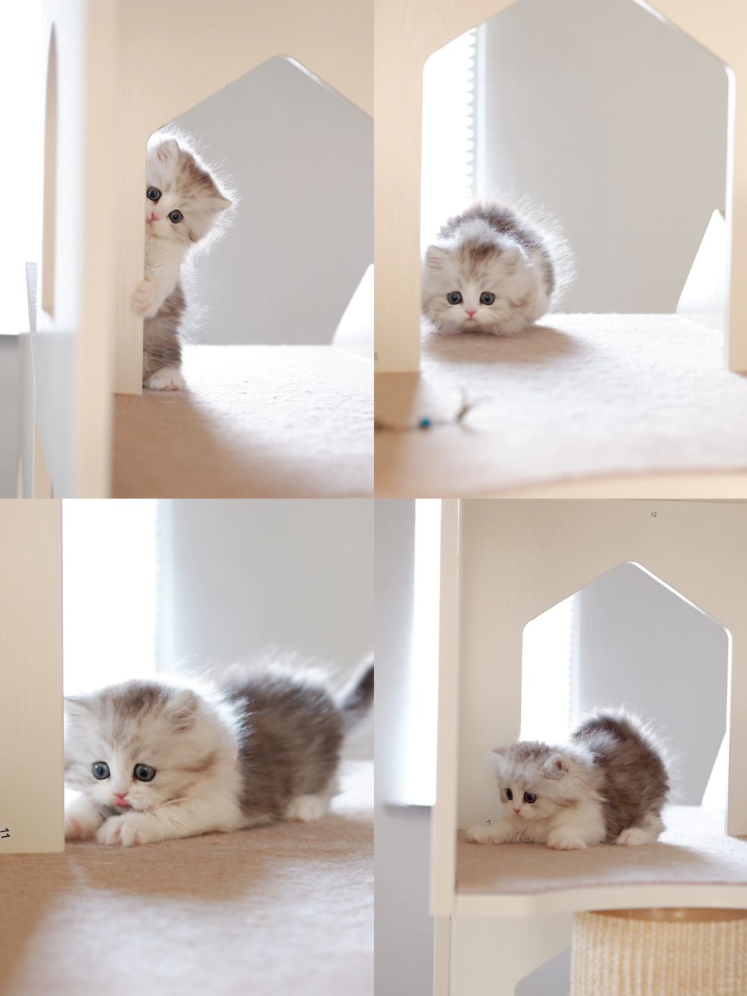 爱玩躲猫猫的小猫咪 银白米努特矮脚猫