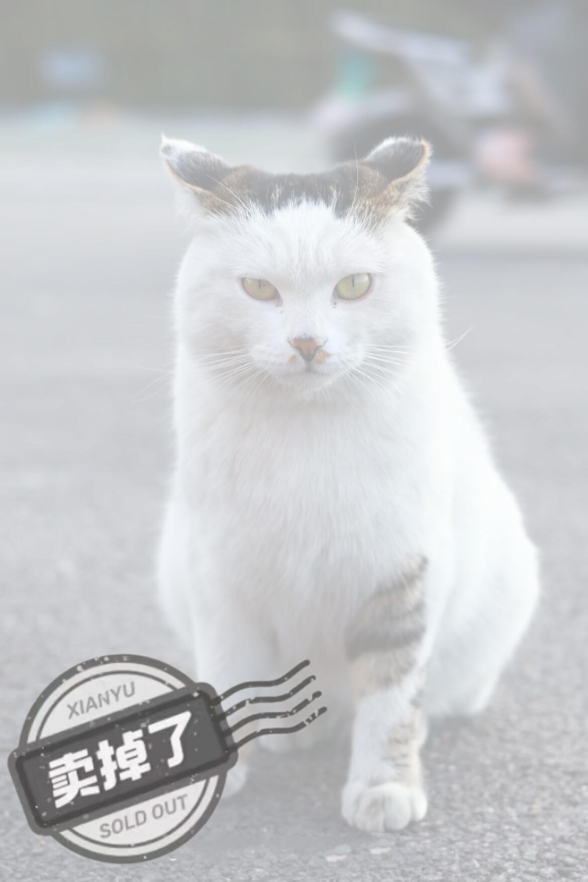 谁把学校的猫卖了cr:山农南校猫组 