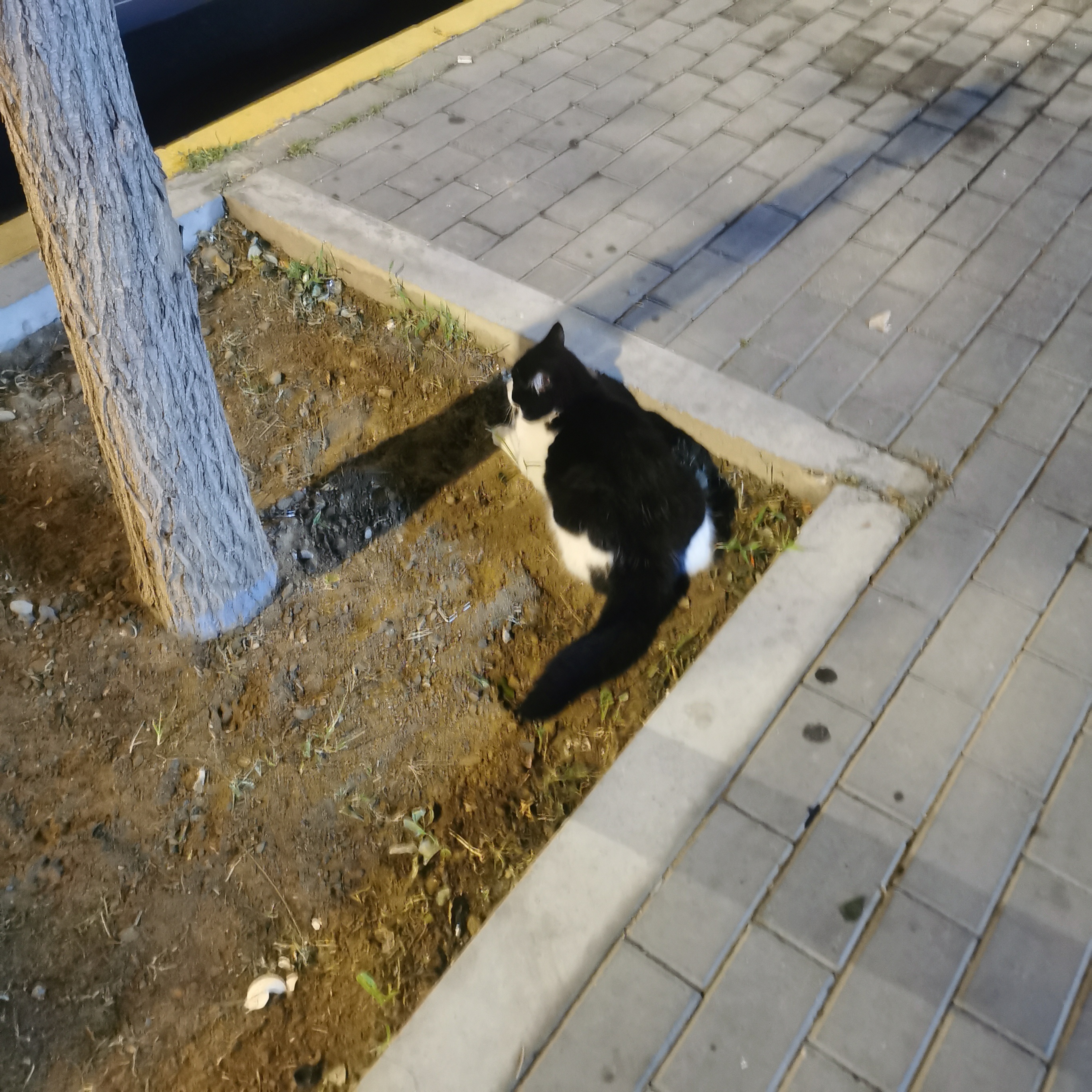 好胖的大猫猫！一下子从树上长出来了！ 