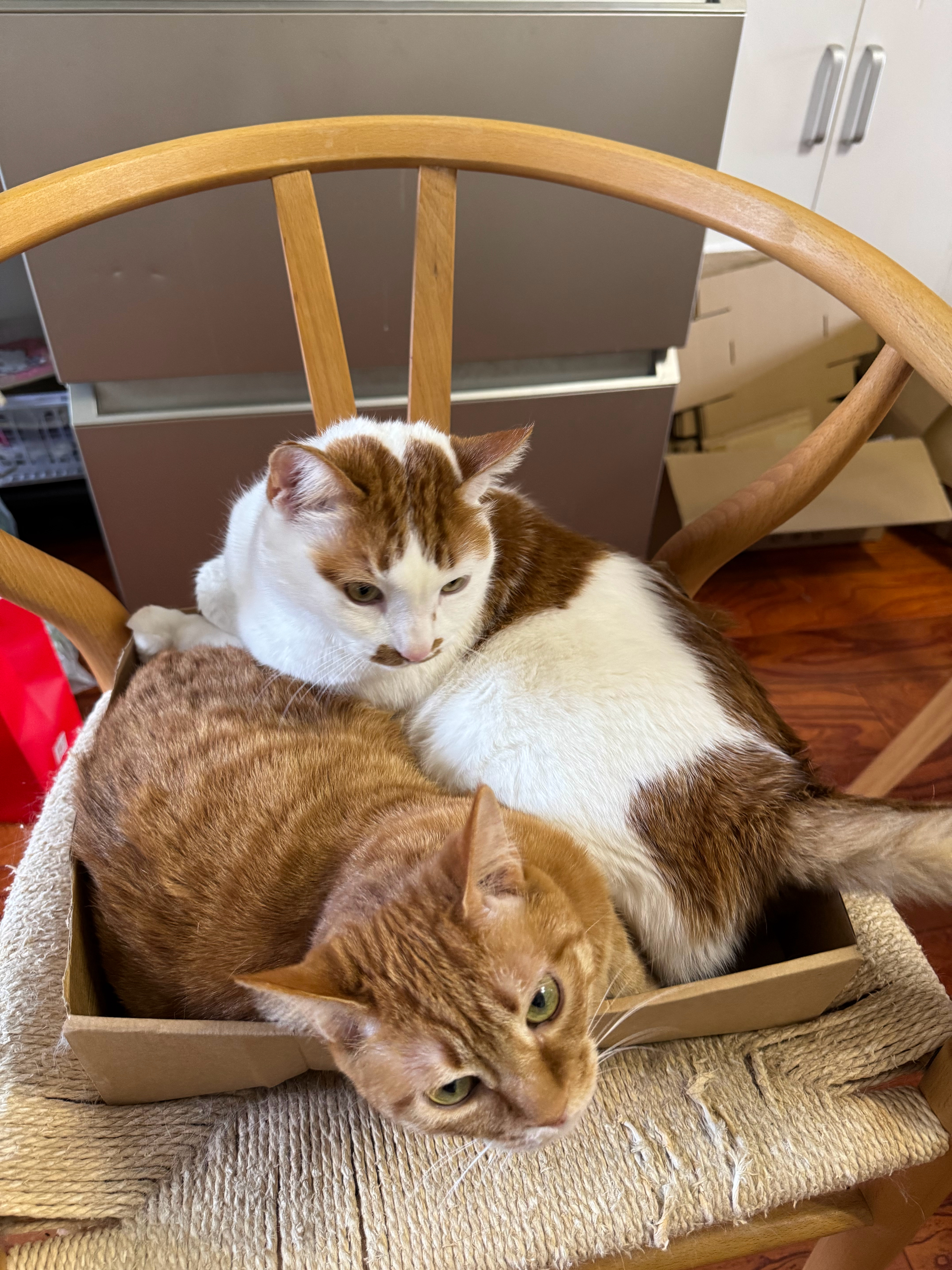 买再多猫窝也不如纸箱子 ​​​