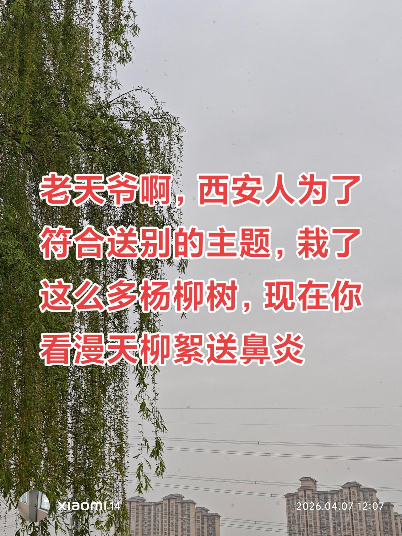 柳絮飘的和雪花一样。