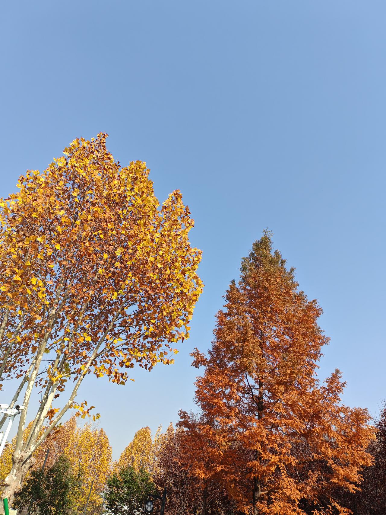 网上的骗局真是太吓人了！
同学的妹妹，在网上存钱，10000元一天100元的利息