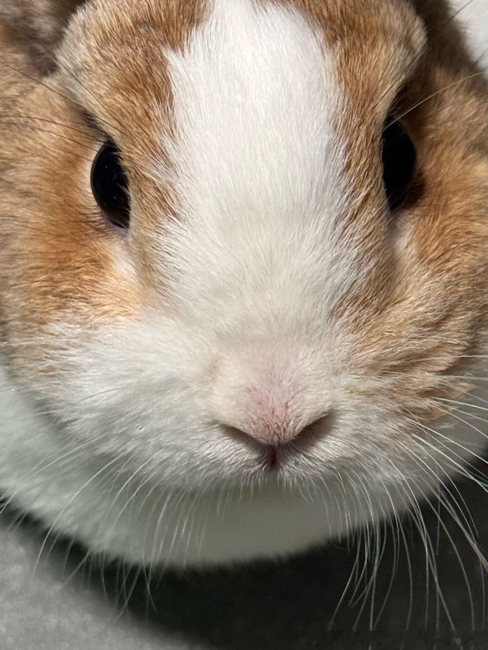 13740🐇【怼脸】人  直视兔 