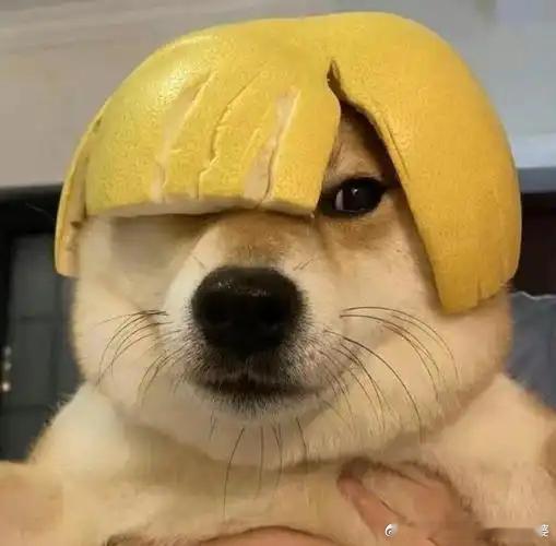 小米汽车墙裂建议小米开设建房部，小米生态都全了，就差安放小米生态的环境了 