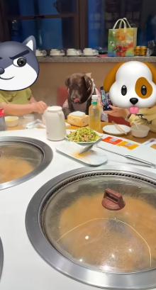 4 月 28日报道，天津铁锅炖餐厅上演争议一幕，女子带两只宠物狗进独立包间庆生，