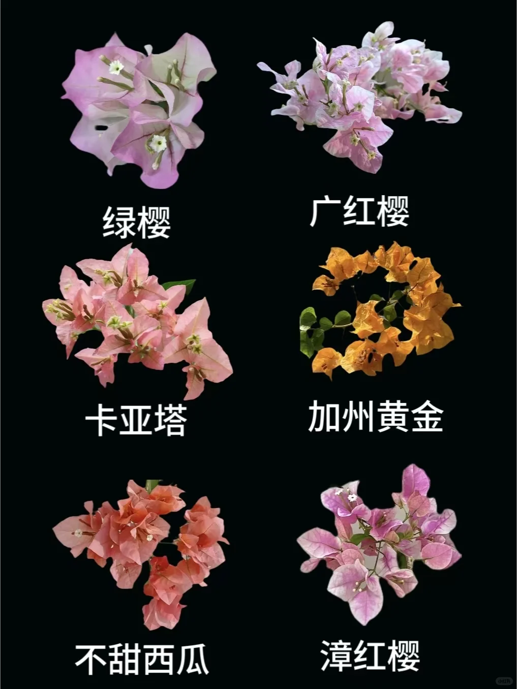 24种勤花三角梅图鉴（附促花技巧）