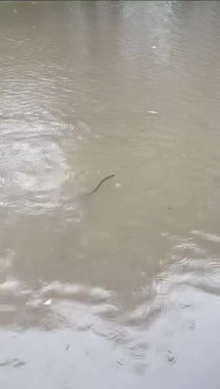 我朋友今天出门居然在积水里面看到一条黄鳝 