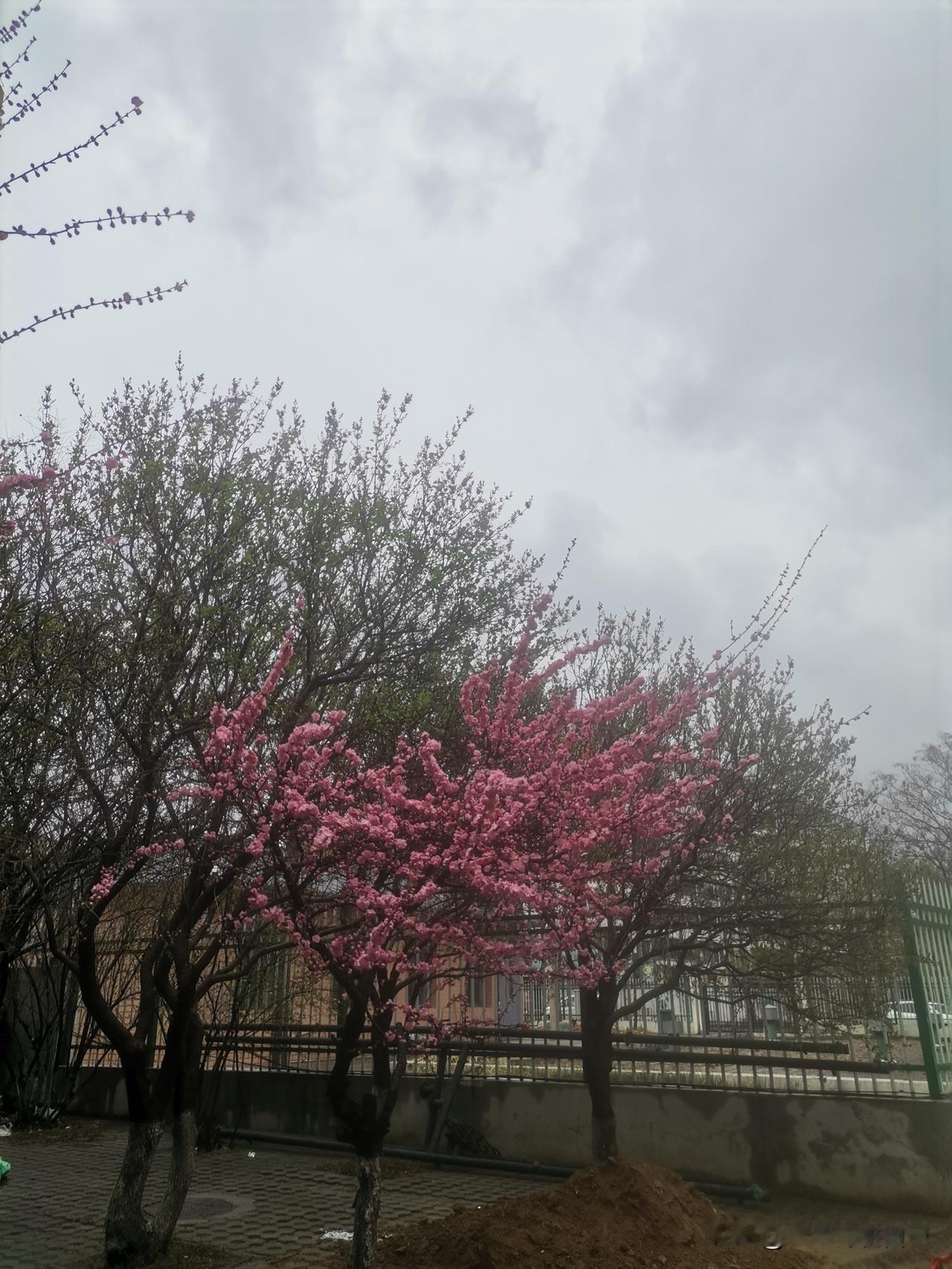 今天起，开始培养自己。不是布局2026年，也不是从5月份起，而是要从当下就开始。