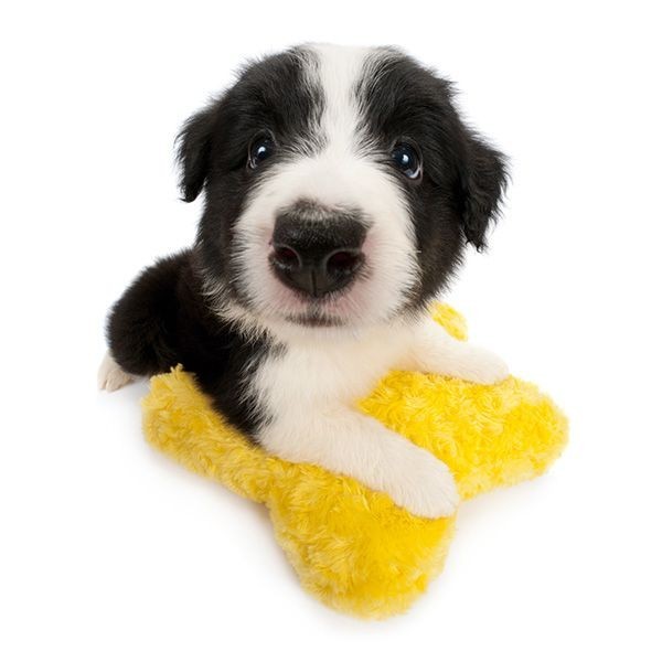 so cute puppies ​​​