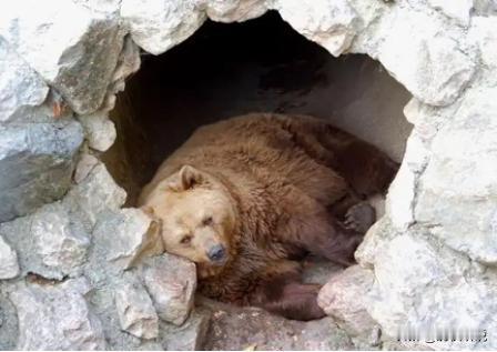 狼群会吃掉冬眠的熊吗？其实，很多人不知道，熊冬眠不是因为冷，也不是因为困，而是因