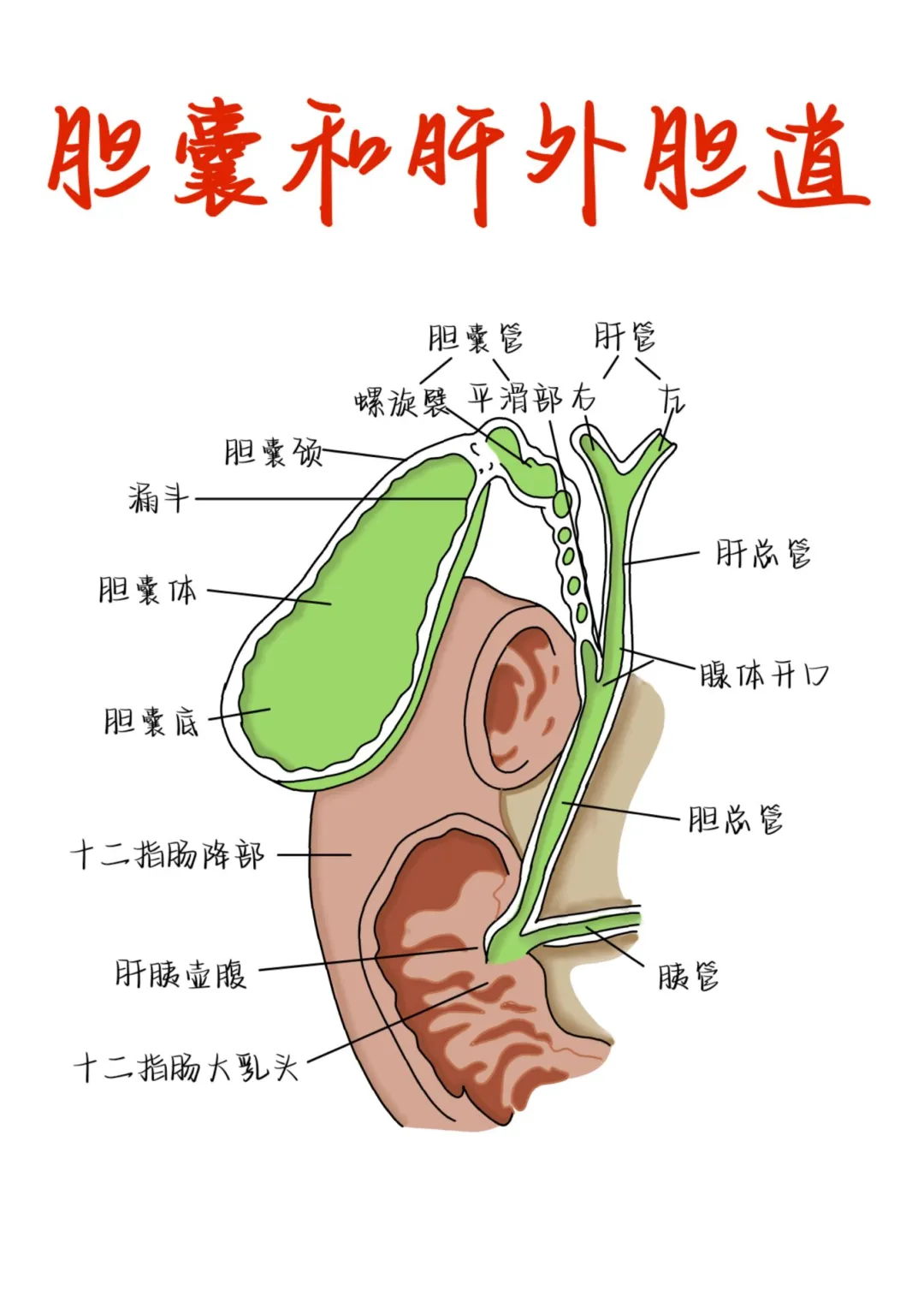 医学生笔记——胆囊和肝外胆道