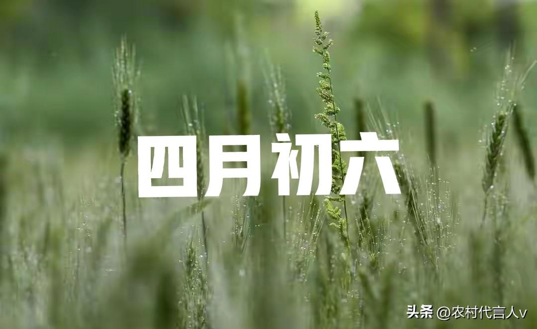 今日四月初六，牢记“1扫2吃3看4不做”，全家一整年顺风顺水
 
今天是农历四月