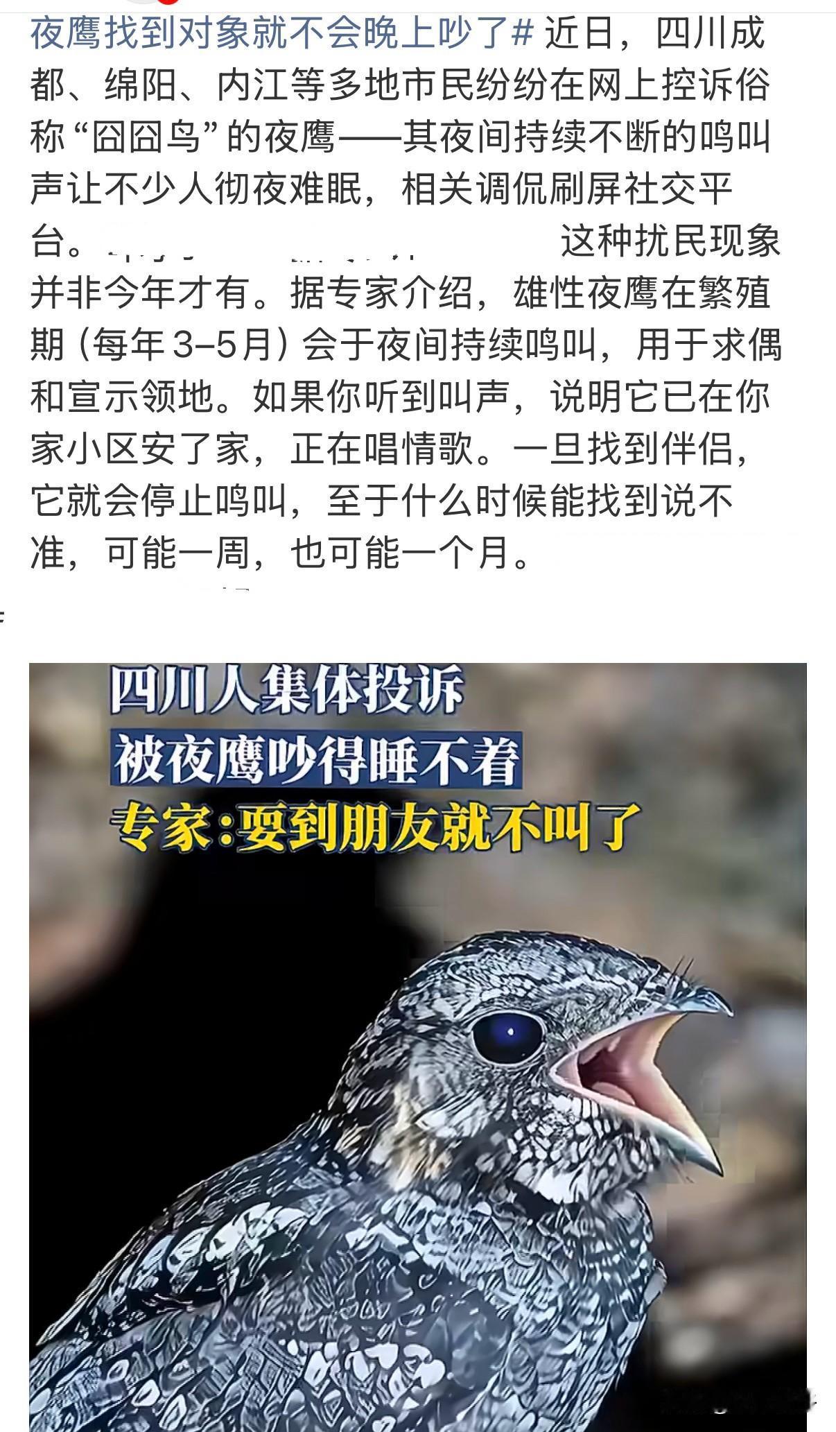 近日，四川成都、绵阳、内江等多地市民纷纷在网上控诉俗称“囧囧鸟”的夜鹰——其夜间
