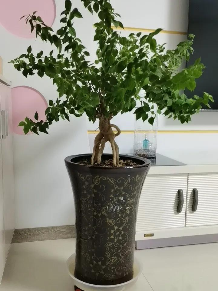 冬日生活打卡季 冬日生活，处处藏着小确幸。清晨，第一缕阳光洒在脸上，那温暖能驱散