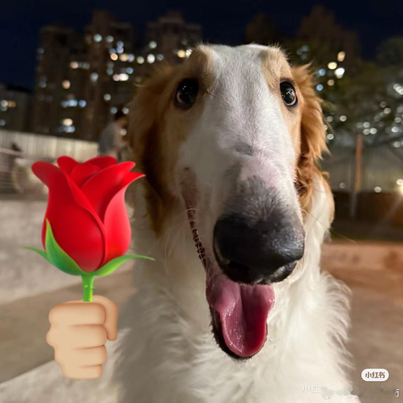 车座子为啥那么萌。。。。。 