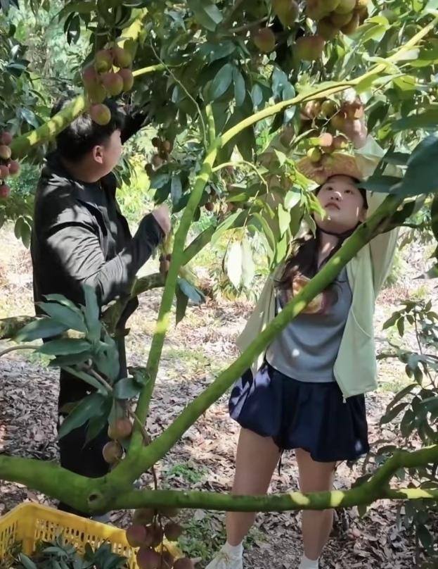 张家齐和全红婵哥哥全进华一起摘荔枝的画面，也太有烟火气了吧！

6月2号俩人在广
