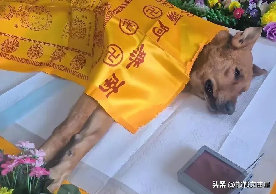 荒唐至极！
有网友发视频称，一爱狗人士的狗狗死了，为了悼念狗狗，狗主人为它举办了