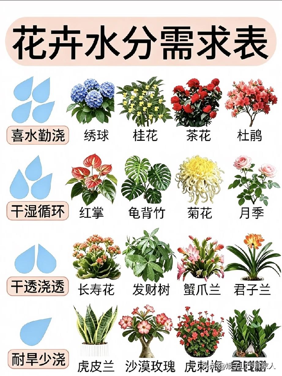 盆栽植物水分需求表