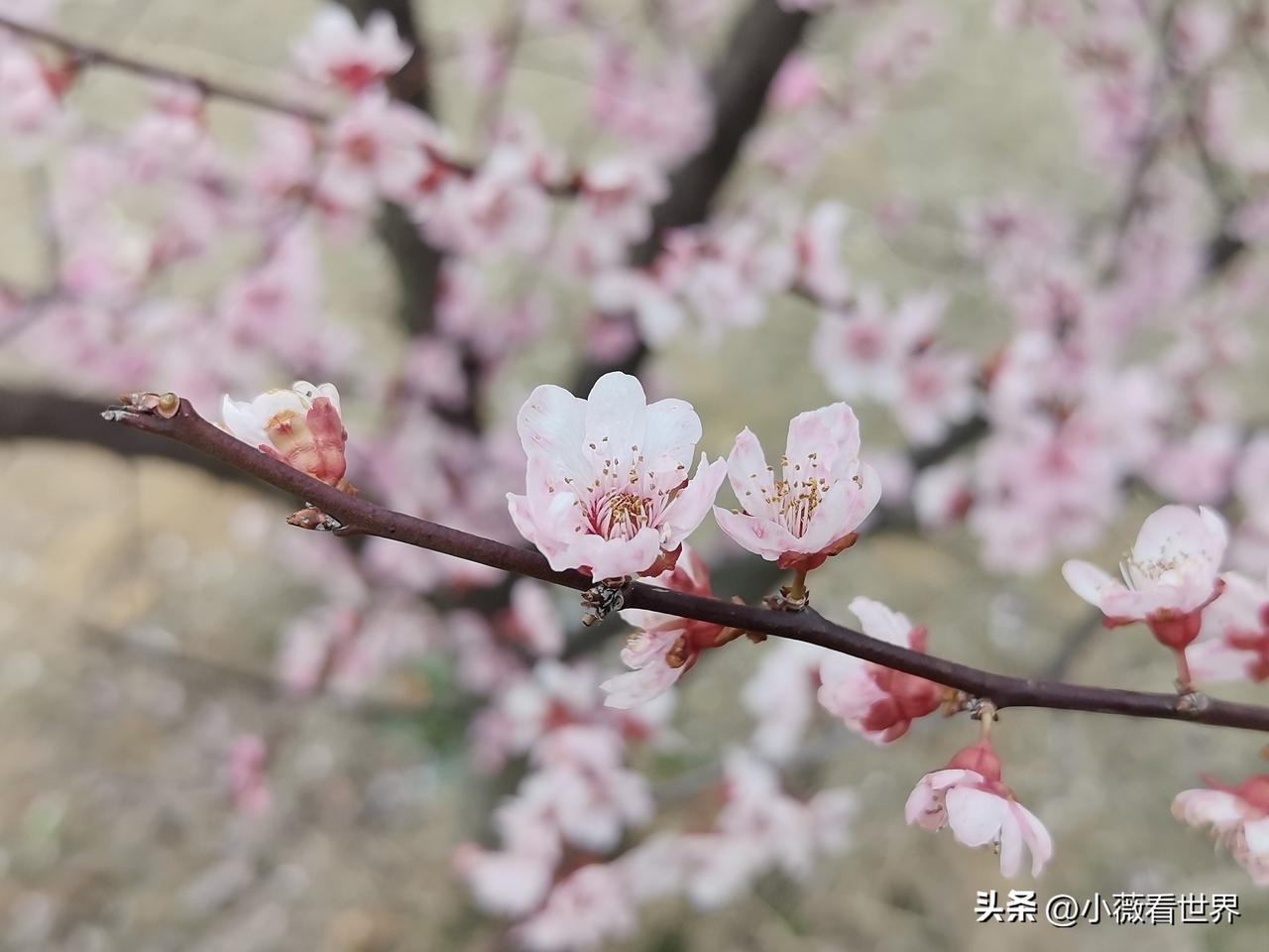 心心念念想去看我们这里一大片油菜花地，据说在山坡上，有整整三十亩地呢！

结果到