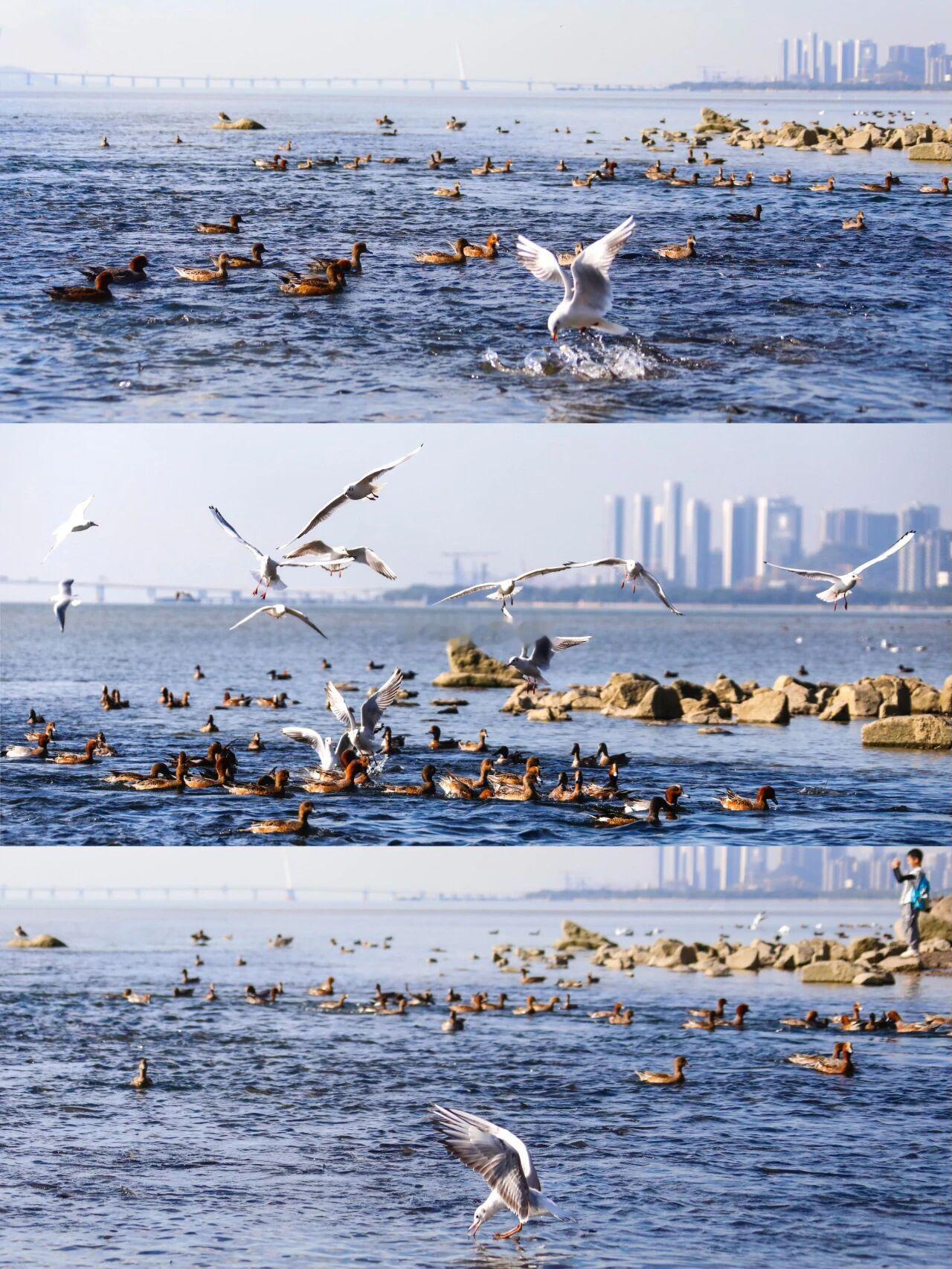 在深圳湾沄玺价格还没出来之前，不少深圳湾业主的头顶上悬着一把达摩克利斯之剑，整个
