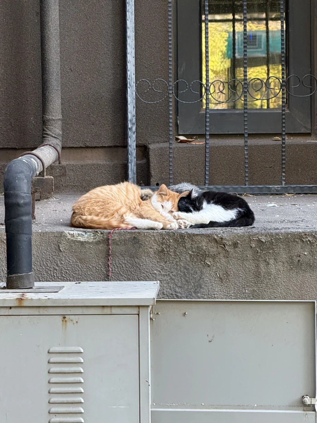 楼下的流浪猫 .