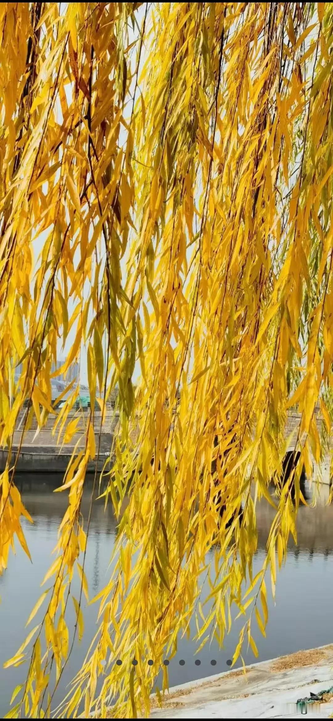 寒风还在吹拂柳的金发，
湖面群群野鸭游来嬉去。
冬的脚步加紧了，
那个谁还穿着单