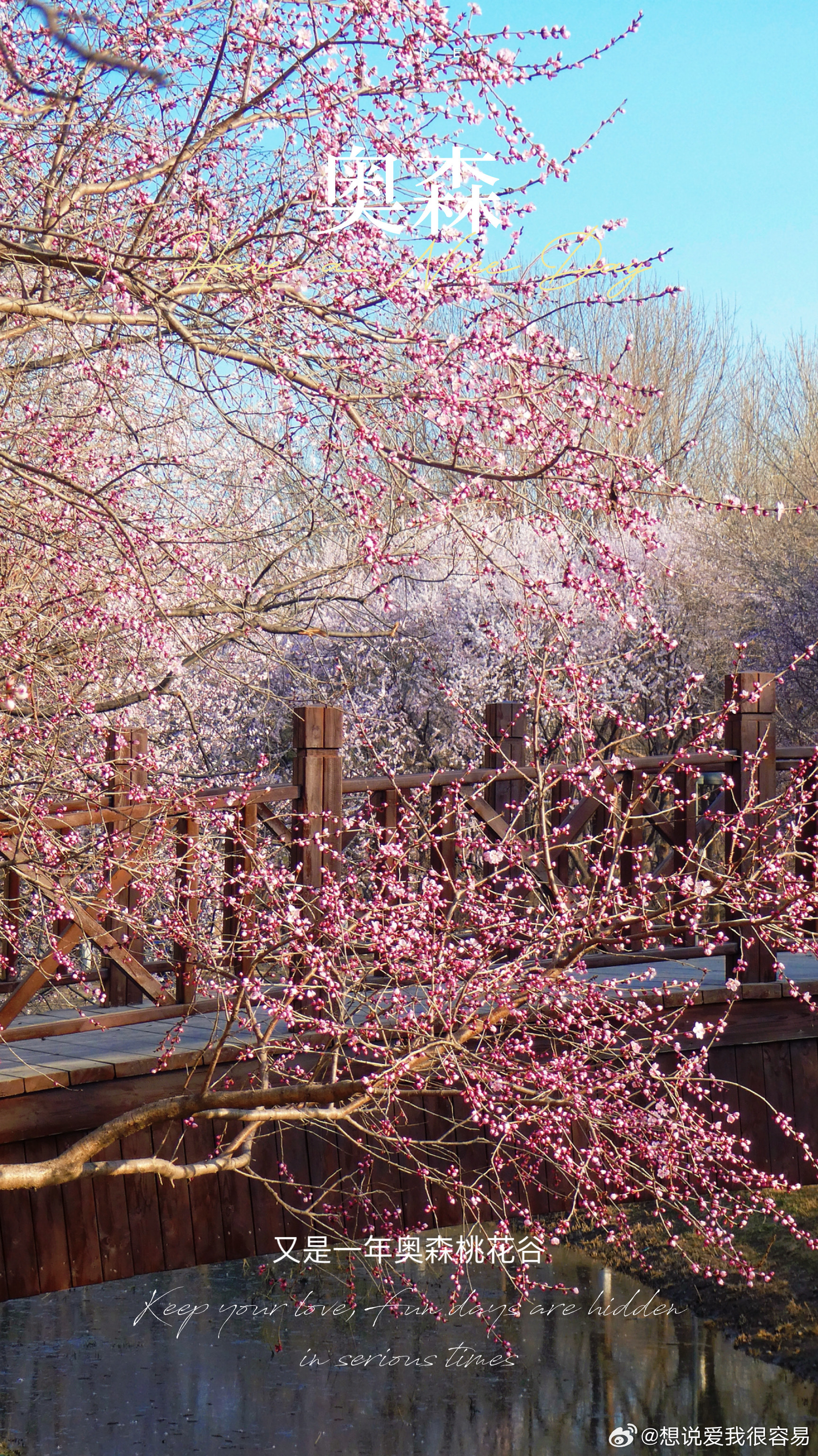 奥森桃花谷  摄影北京春色正好 北京·奥林匹克森林公园