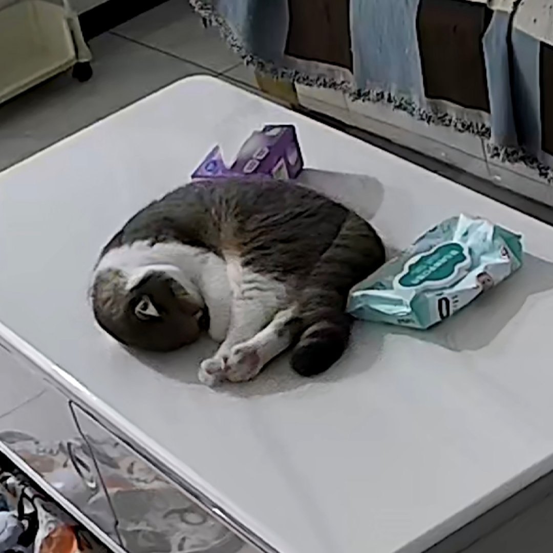 睡得这么可爱🥺 ​​​