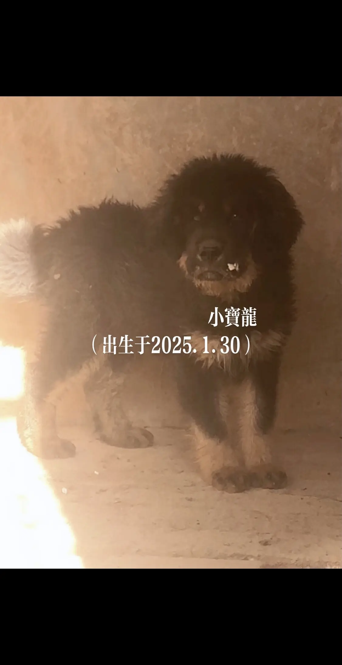 今天把它单独分开，因为它把其它的几个小獒咬的不行了，晚上半夜都咬的哇哇...