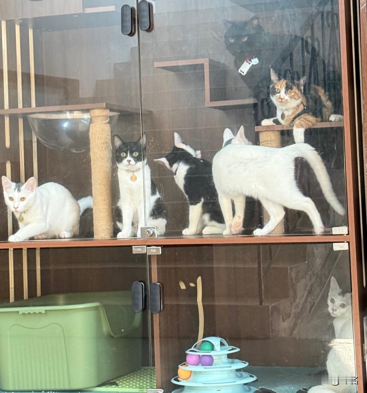 路过此地，拍几张猫猫特写。以前只觉得笼中鸟，没想到今天被我拍到笼中猫。

你看中