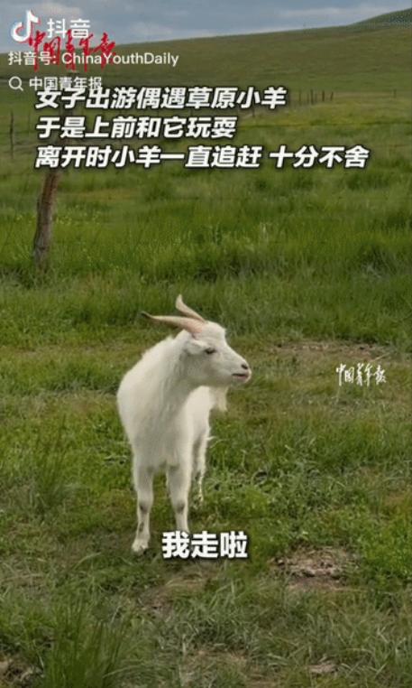 “太有灵性了！”女子去内蒙古旅行，与一只小羊玩耍建立了深厚的感情，离开时，女子对