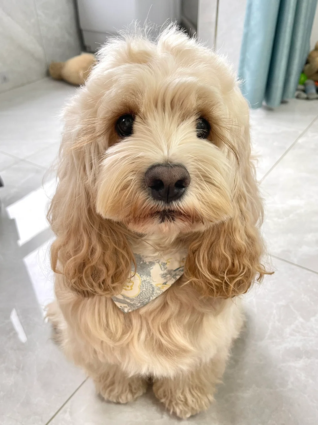 可卡布养成记🐶喂养攻略速速收下！