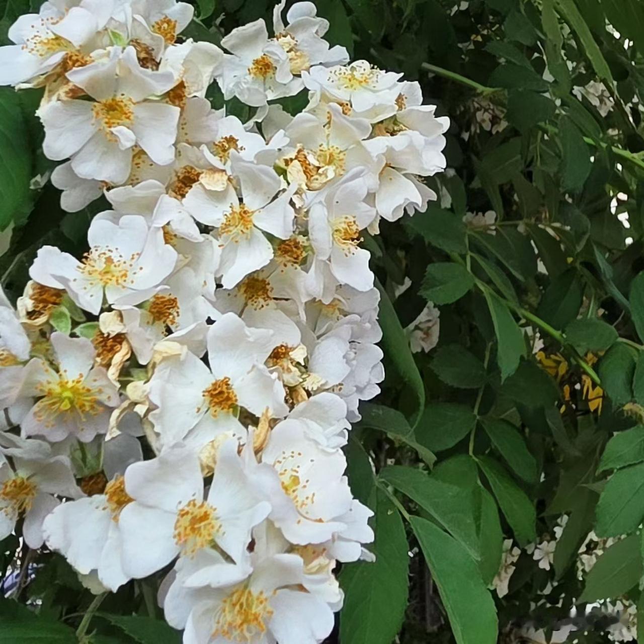 【小对联】
上：……？
下：盖章。