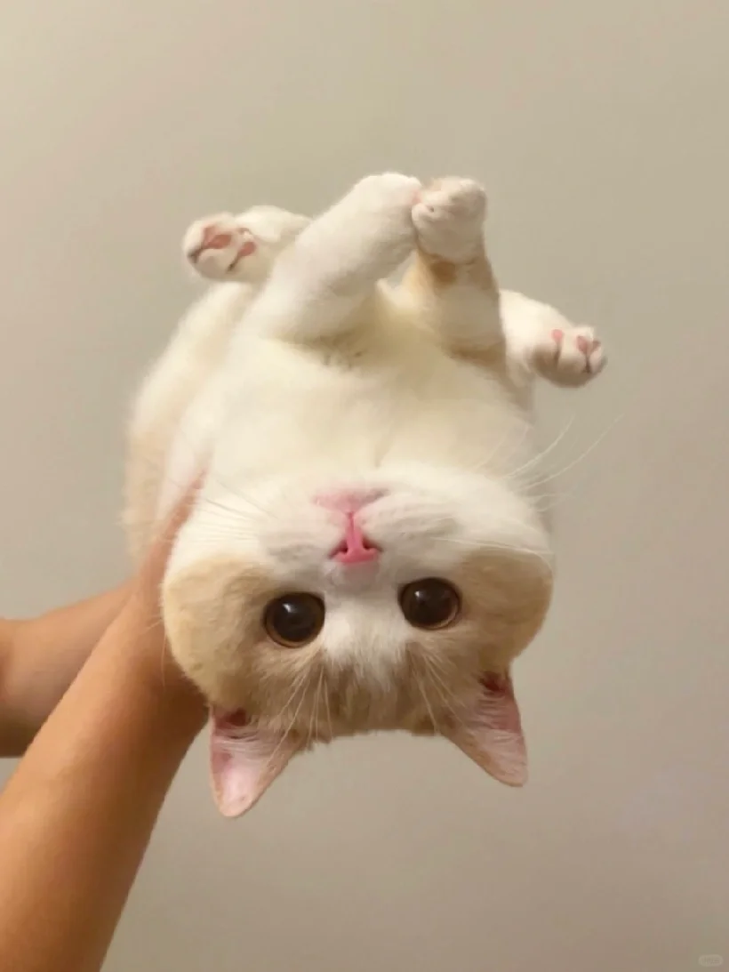 小猫倒立导致地球自转