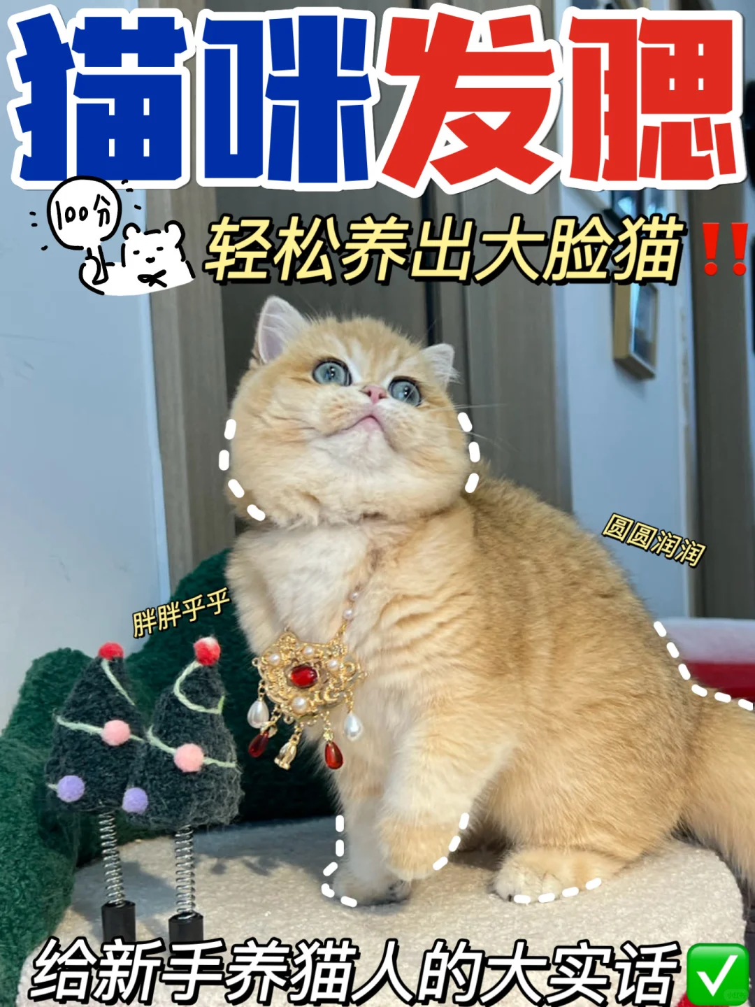 金渐层长肉发腮｜看我‼️我真有发言权‼️