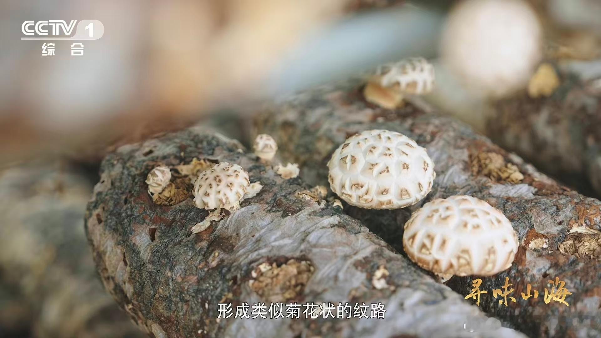 一种花菇可以有两种味道 花菇生长慢反而是它的过人之处！充足的生长周期让它能充分积