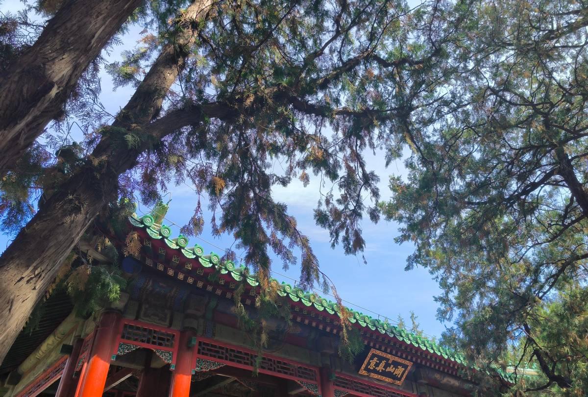 三甲医院护士招聘新趋势高中直升成香饽饽背后的原因解析
三甲医院招人标准引热议！高