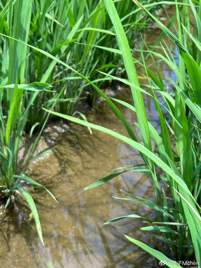阳光明媚 天气超级好辽阔的田野除了热 没缺点 