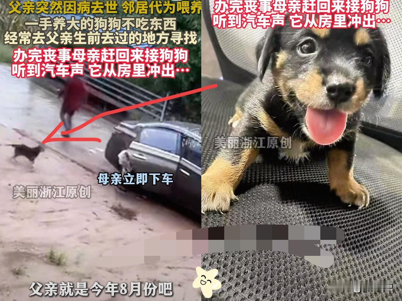 万物有灵！一男子父亲突然因病去世，家养小狗被送到邻居家代喂养，却宁肯饿到没力气，
