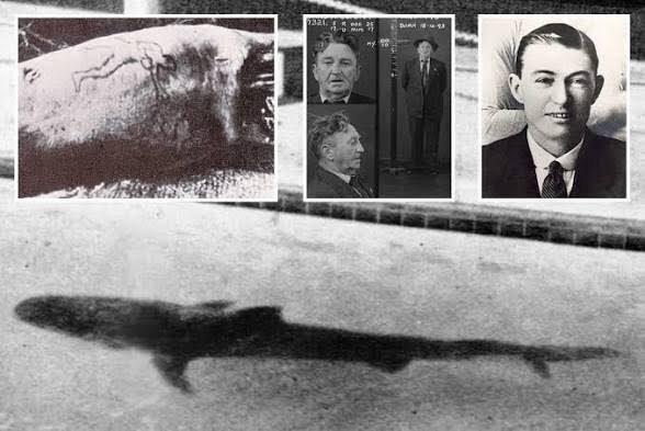 1935年，悉尼库吉水族馆浴场的游客目睹了一件怪事：一条圈养的虎鲨突然吐出一条人